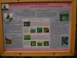 2013-08-18_Regina-F-Rau_Schachen_Alpengarten (725).JPG